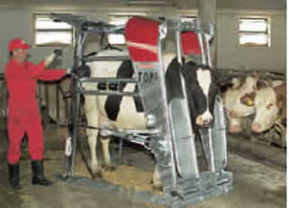 Klauenpflegestand TOP5